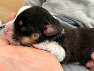 Welsh Corgi Cardigan dogs Welsh Corgi Cardigan Puppy 8: DeLorean - Ad 1