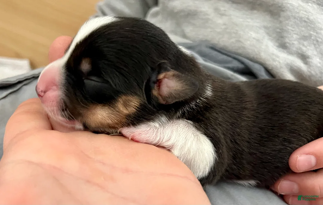 Welsh Corgi Cardigan dogs for sale: Welsh Corgi Cardigan Puppy 8: DeLorean - Ad 2