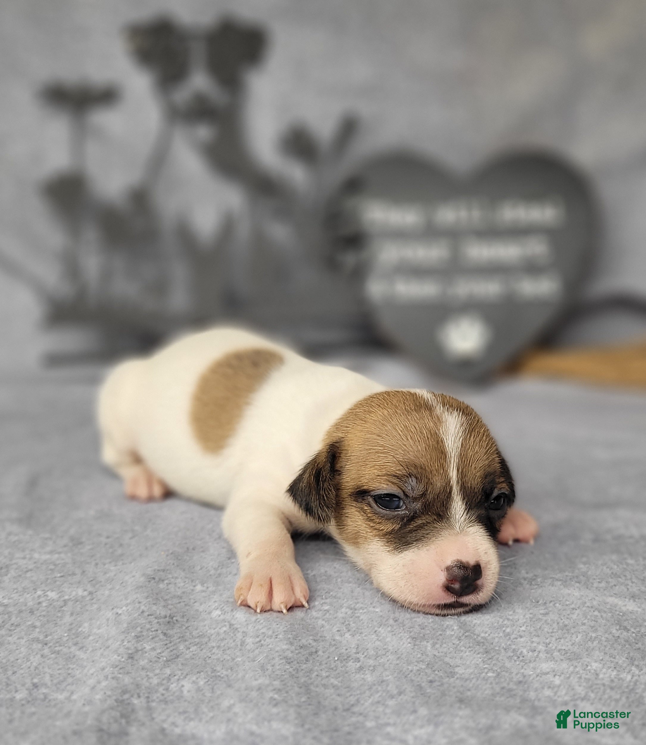 Jack Russell Terrier dogs Racer JRT Delivery available  - Ad 41