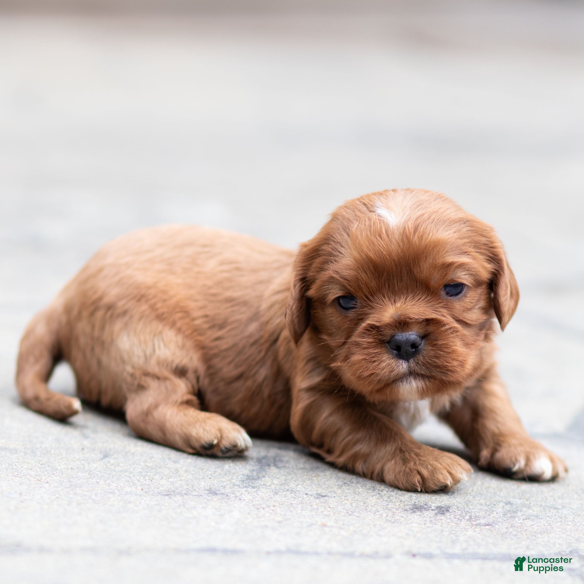 Cavalier King Charles Spaniel dogs Pepper Cavalier King Charles Spaniel Puppy  - Ad 1