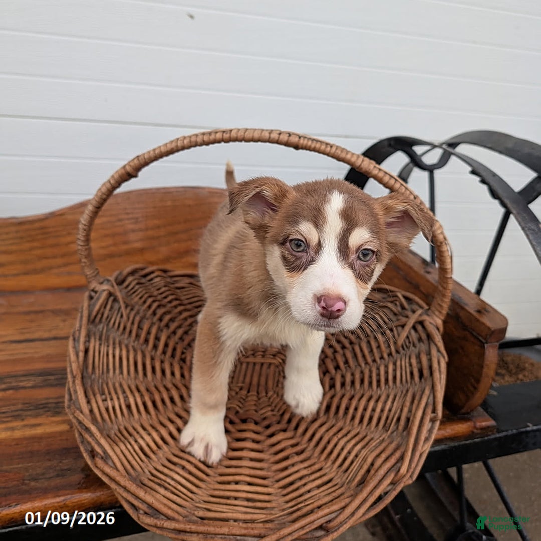 Mixed Breed dogs for sale: Sadie - Ad 2