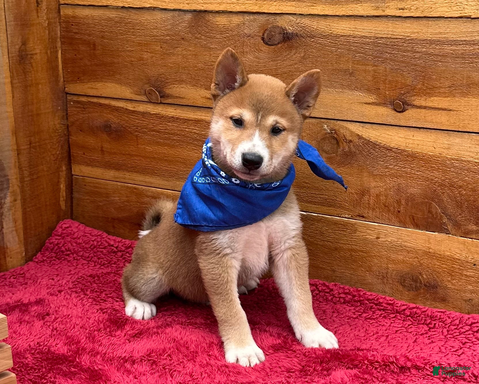 Shiba Inu dogs Shiba Inu Puppy 4 - Ad 1