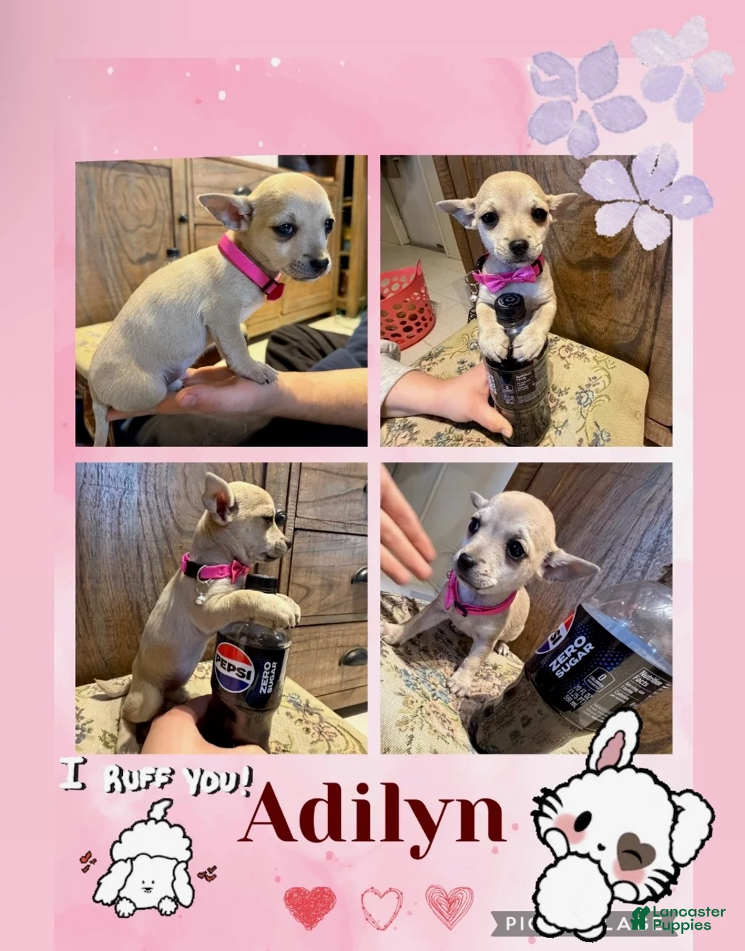 Chihuahua dogs for sale: Chihuahua Puppy 2 - Ad 1