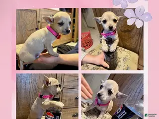 Chihuahua dogs Chihuahua Puppy 2 - Ad 9