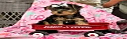 Yorkshire Terrier dogs for sale: Jeremy - Ad 4