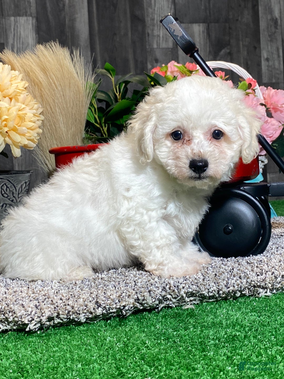 Bichon Frise dogs for sale: Blaine  - Ad 3