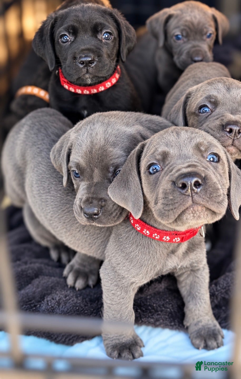Cane Corso dogs for sale: Silas - Ad 2