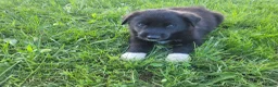 Sheprador dogs for sale: John  - Ad 4