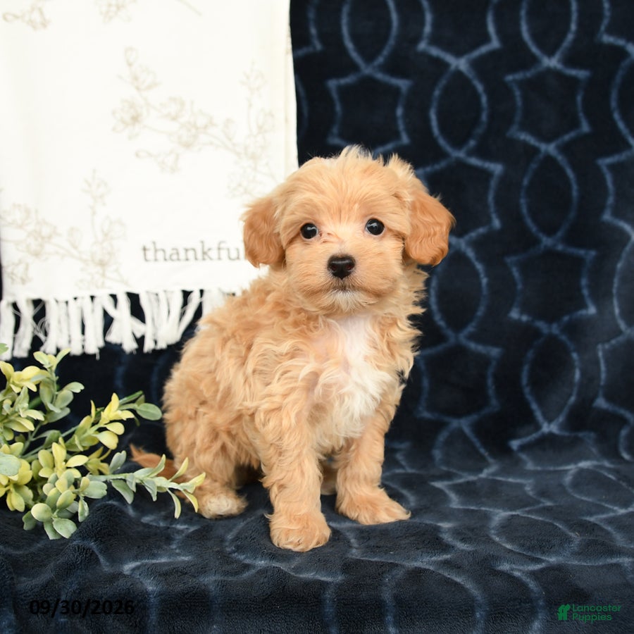 Maltipoo dogs Adren - Ad 2