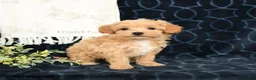 Maltipoo dogs for sale: Adren - Ad 2