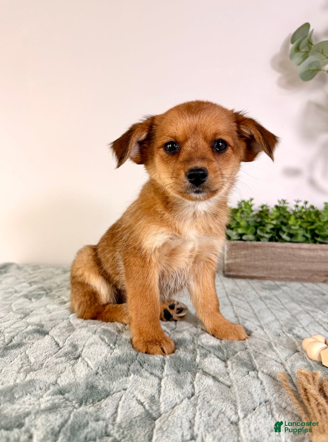 Mixed Breed dogs for sale: Pumpkin - Ad 3