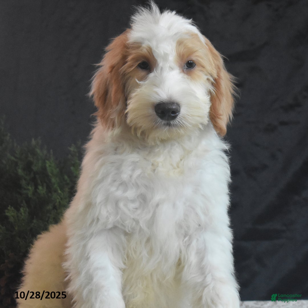 Goldendoodle dogs for sale: Garrett - Ad 2