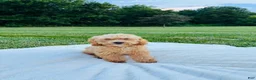 Bichpoo dogs for sale: Bailey - Ad 8