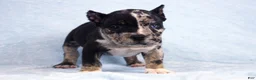American Bully dogs for sale: Black Tri Merle Split Face Female - Ad 12
