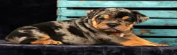 Beabull dogs for sale: Clark - Ad 3