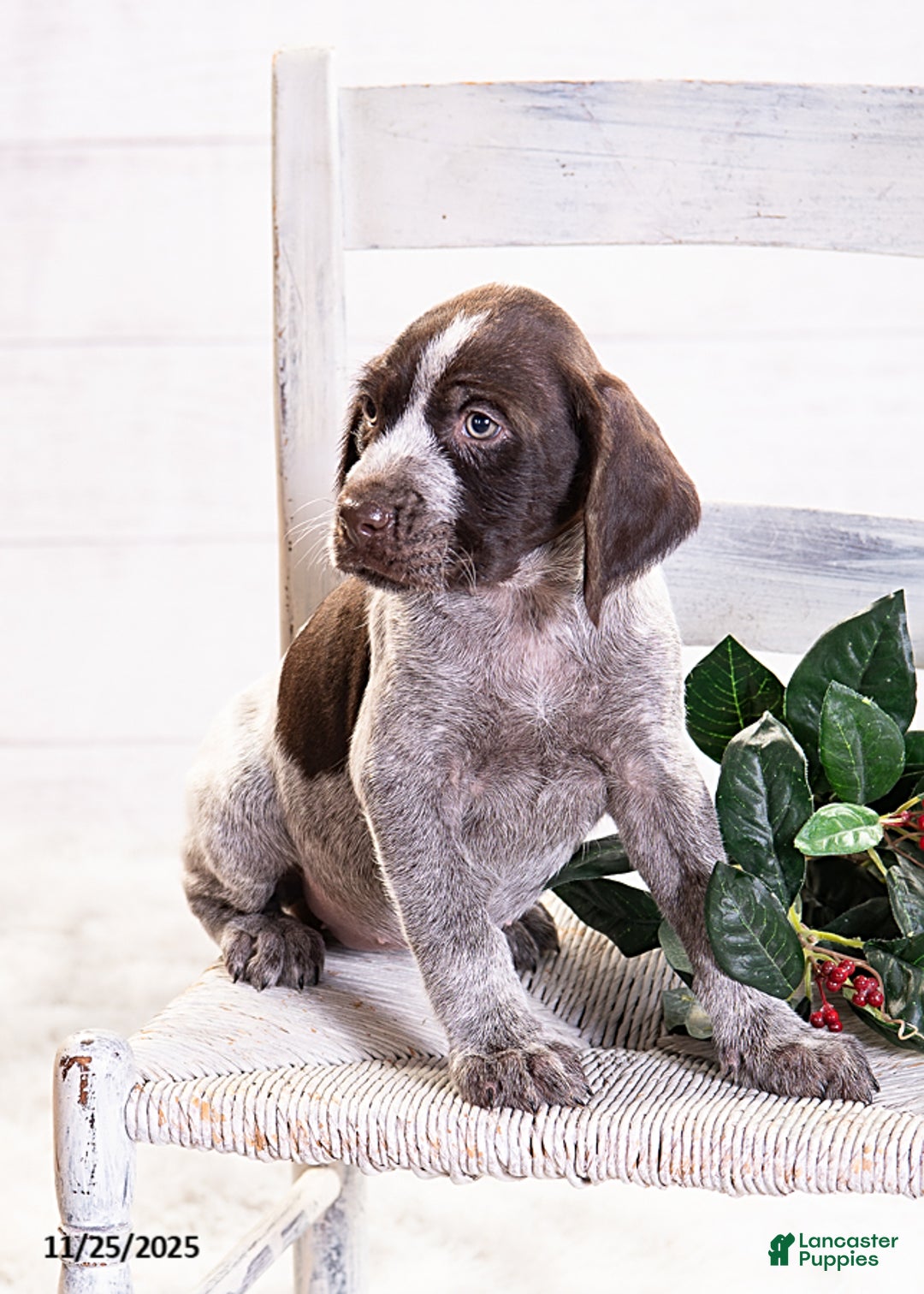 Mixed Breed dogs for sale: Robin - Ad 4