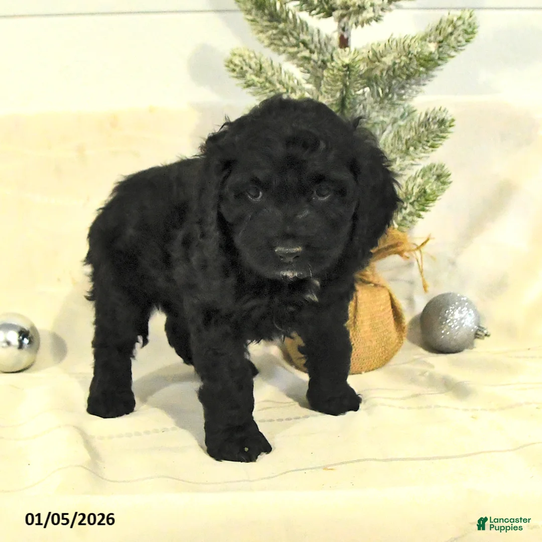 Cockapoo dogs for sale: Bubba - Ad 14