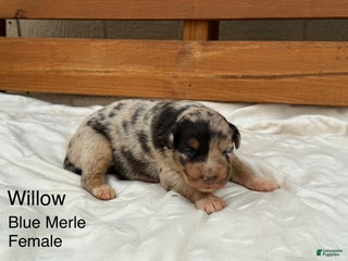 Australian Shepherd dogs Willow - Ad 14