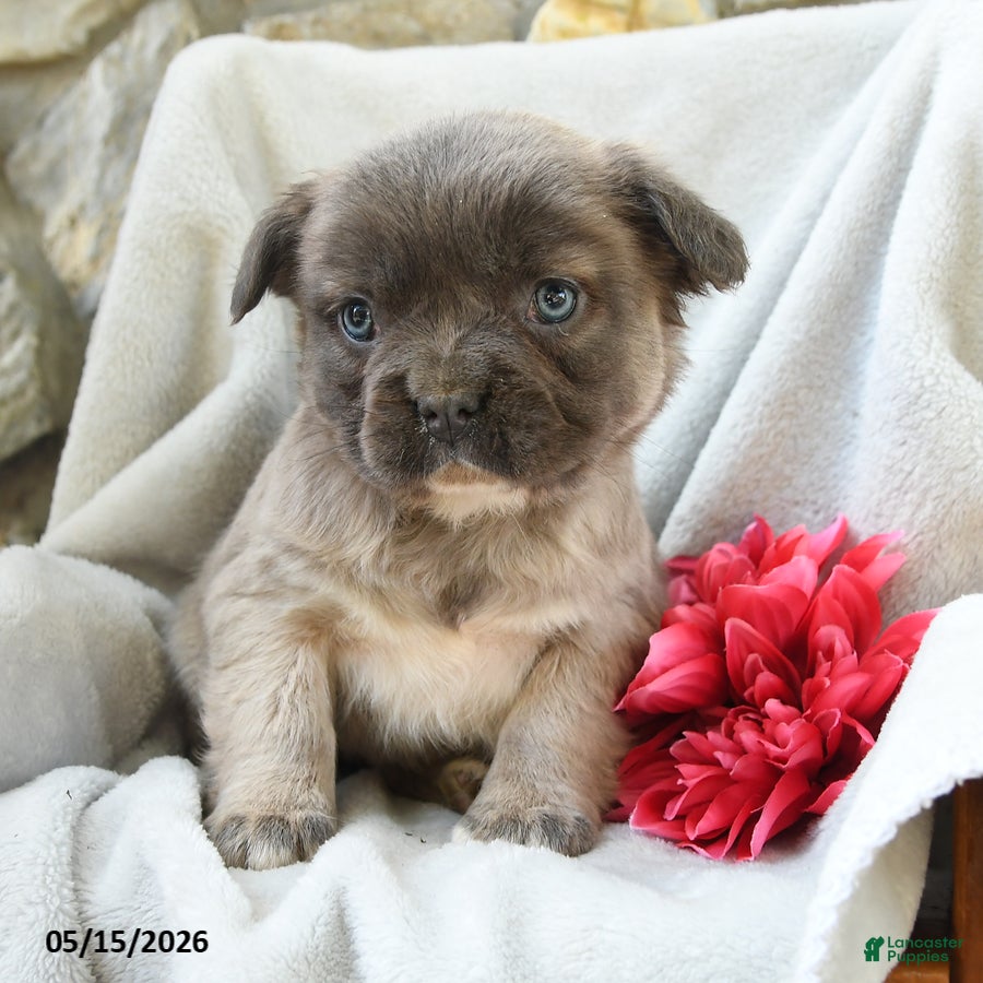 French Bulldog dogs for sale: Gretel - Ad 3