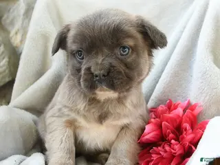 French Bulldog dogs for sale: Gretel - Ad 3