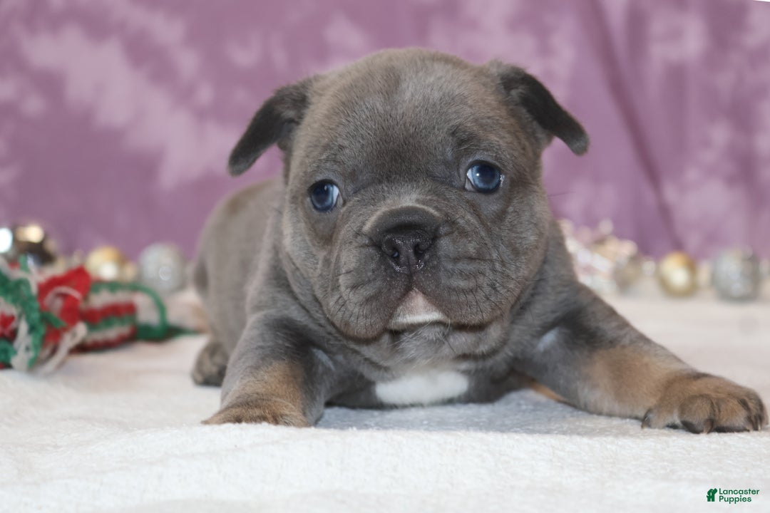French Bulldog dogs for sale: Astro - Ad 2
