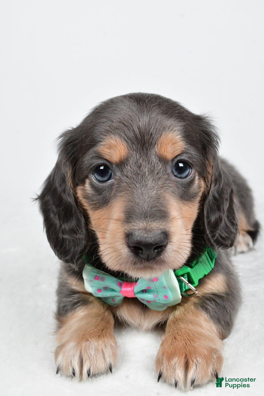 Miniature Dachshund dogs for sale: Asher - Ad 7