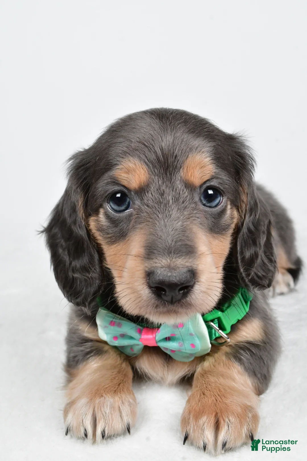 Miniature Dachshund dogs for sale: Asher - Ad 7