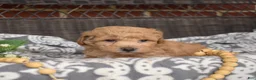 Bichpoo dogs for sale: Rugby  - Ad 11