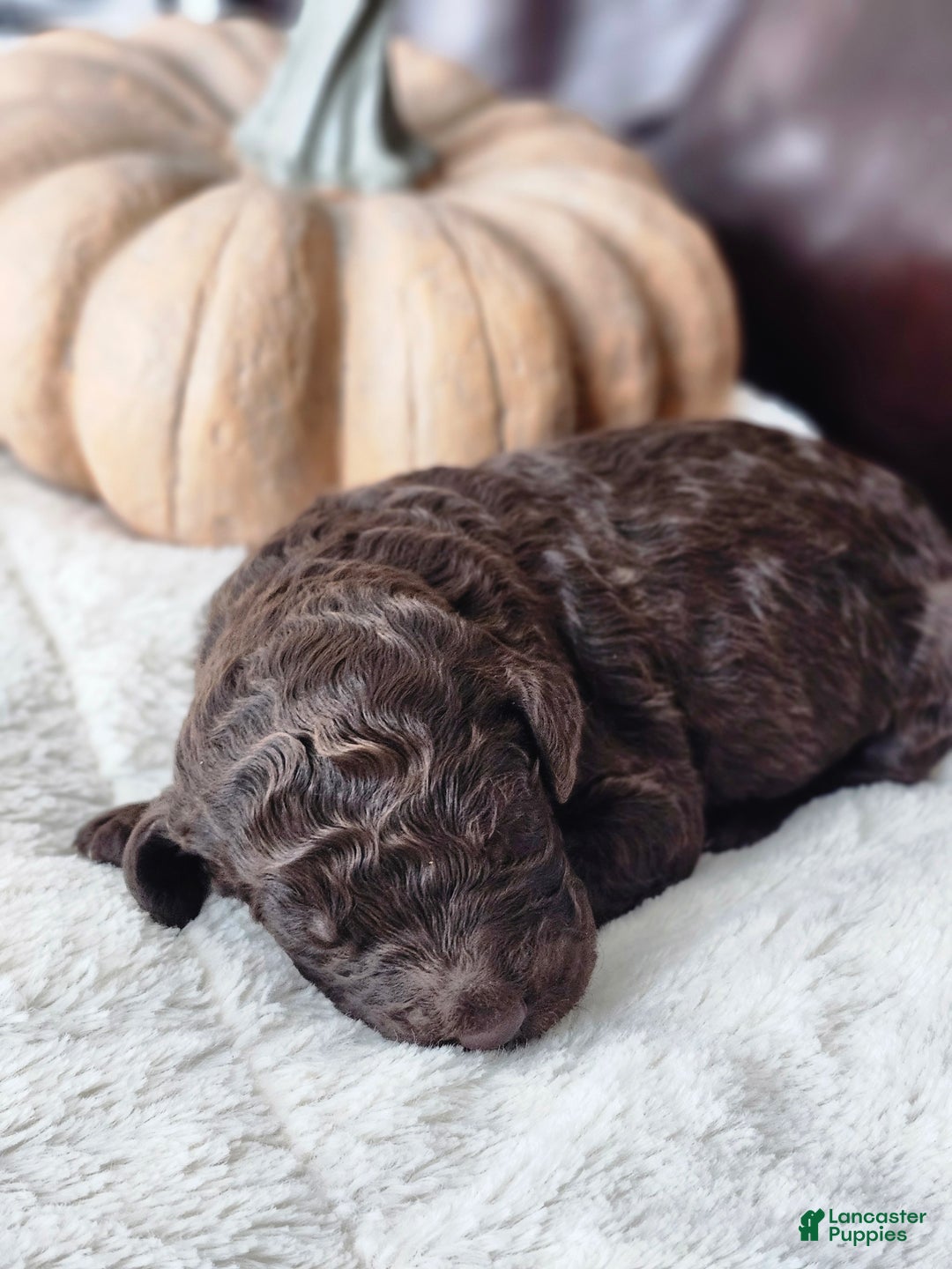 Labradoodle dogs for sale: Ginger - Ad 5