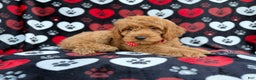 Cockapoo dogs for sale: Knox - Ad 5