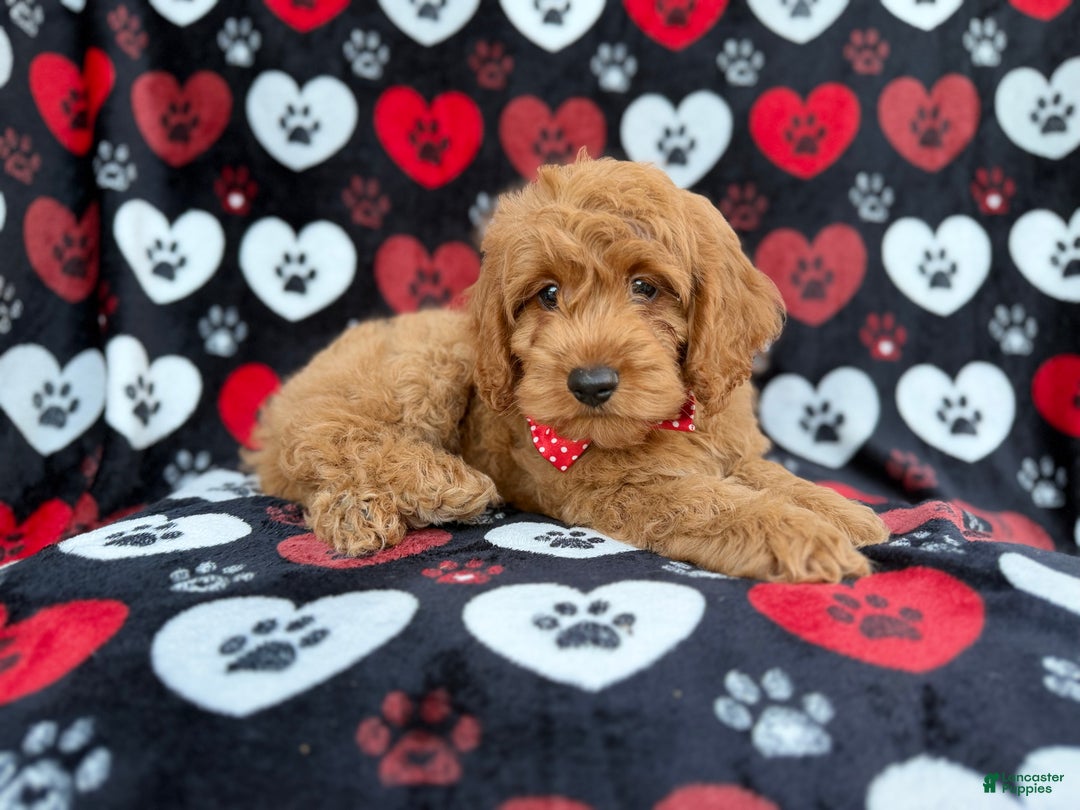 Cockapoo dogs for sale: Knox - Ad 5