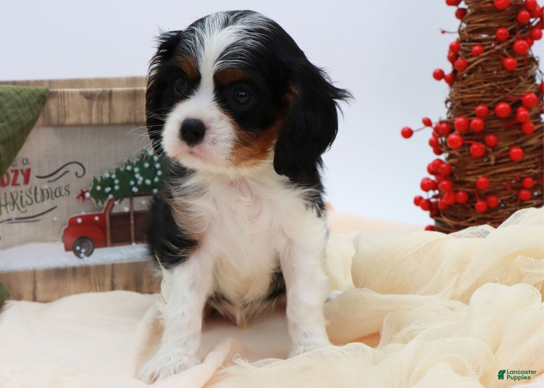 Cavalier King Charles Spaniel dogs for sale: Kye - Ad 8