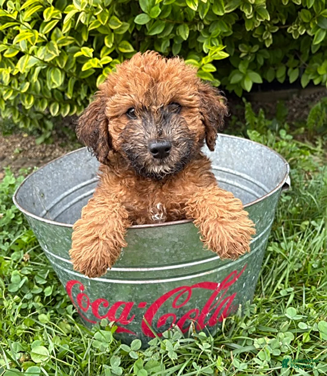 Whoodle dogs for sale: Hunter - Ad 1