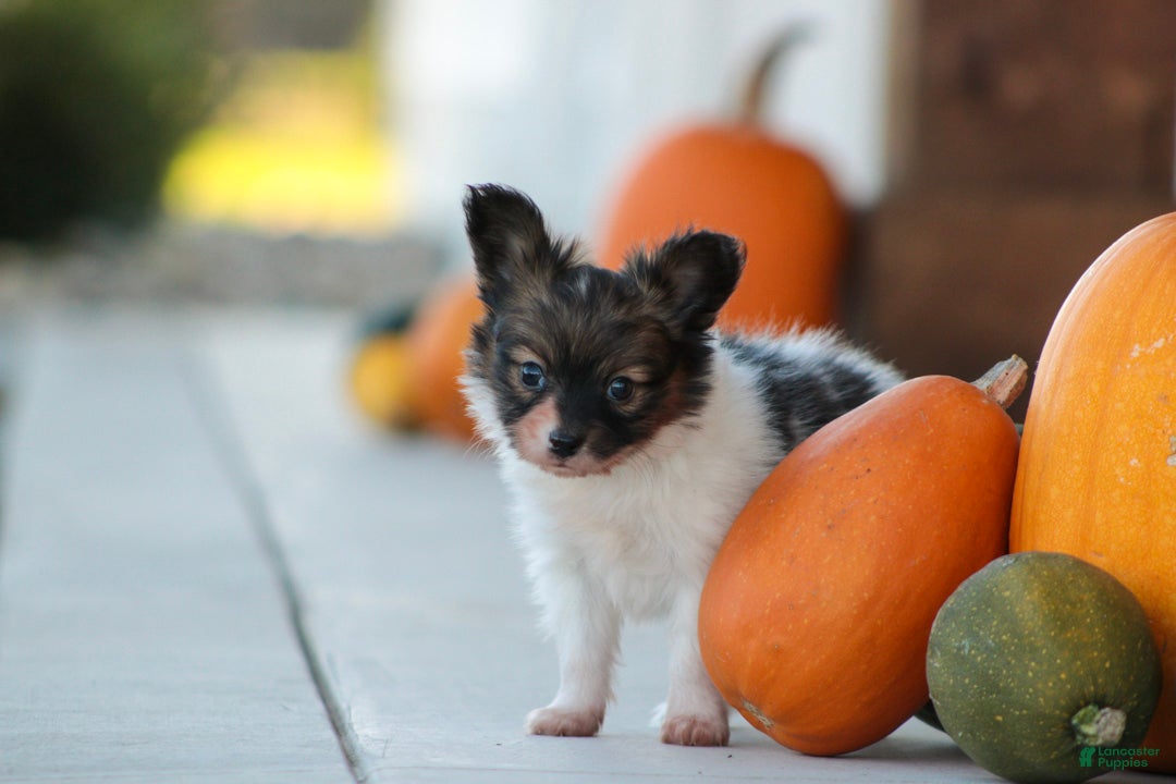Papillon dogs Laddie Papillon  - Ad 1