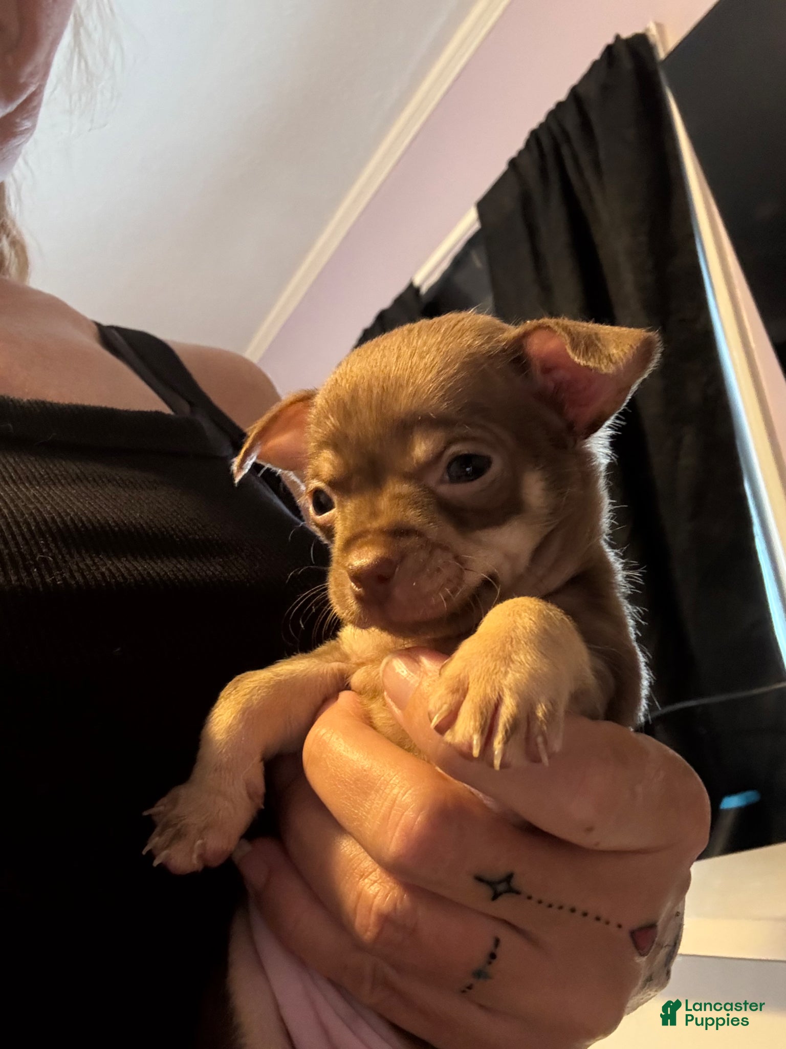 Chihuahua dogs Chihuahua Puppy 1 - Ad 27
