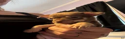 Chihuahua dogs for sale: Chihuahua Puppy 1 - Ad 1