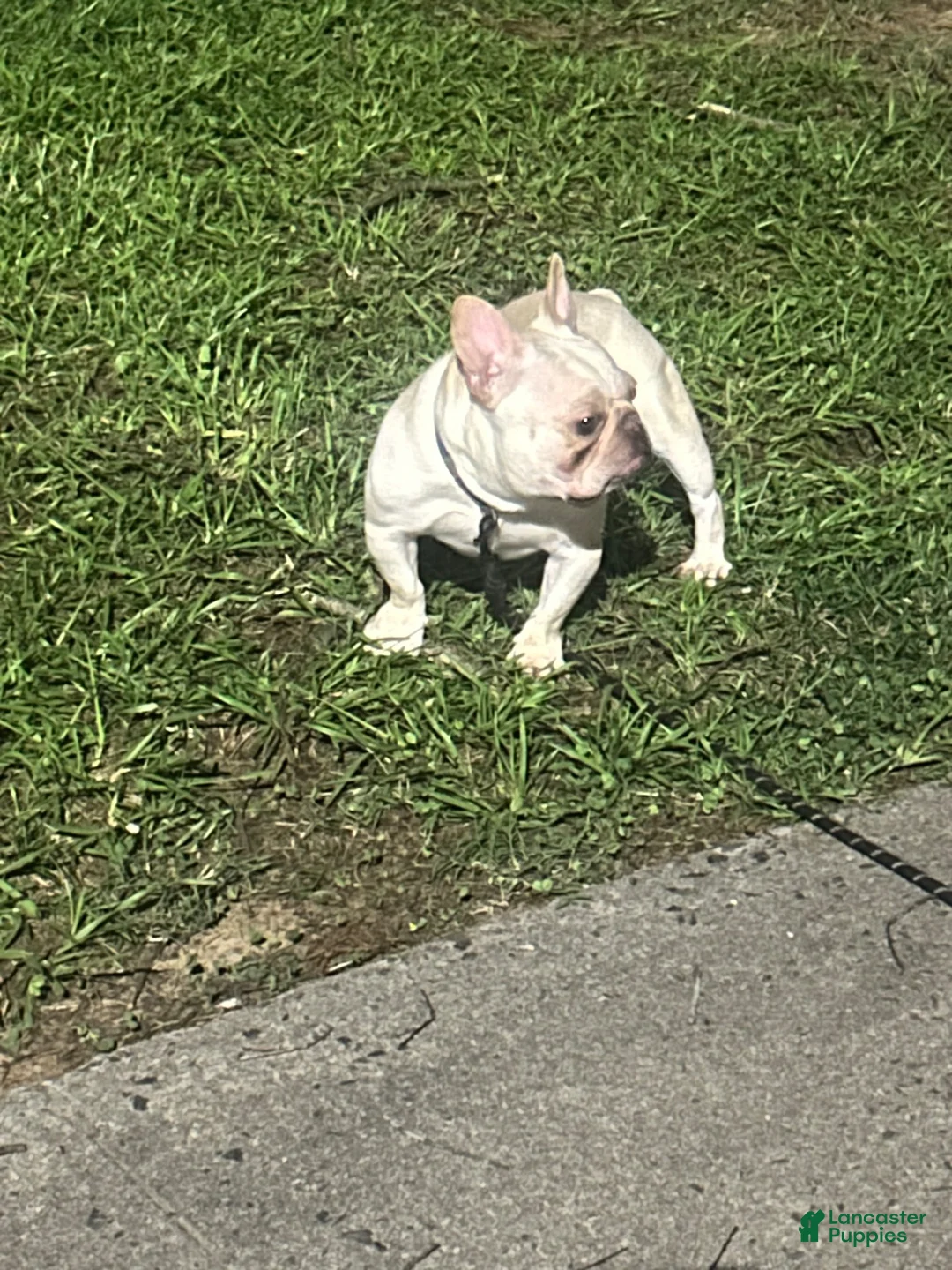 French Bulldog dogs for stud: Montana  - Ad 2
