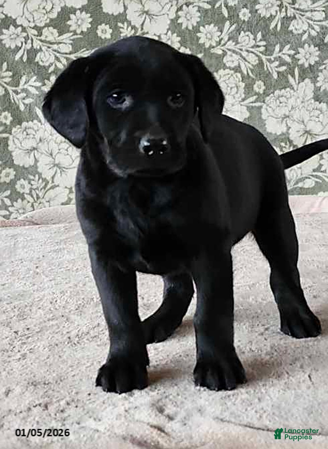 Labrador Retriever dogs for sale: Skye - Ad 5