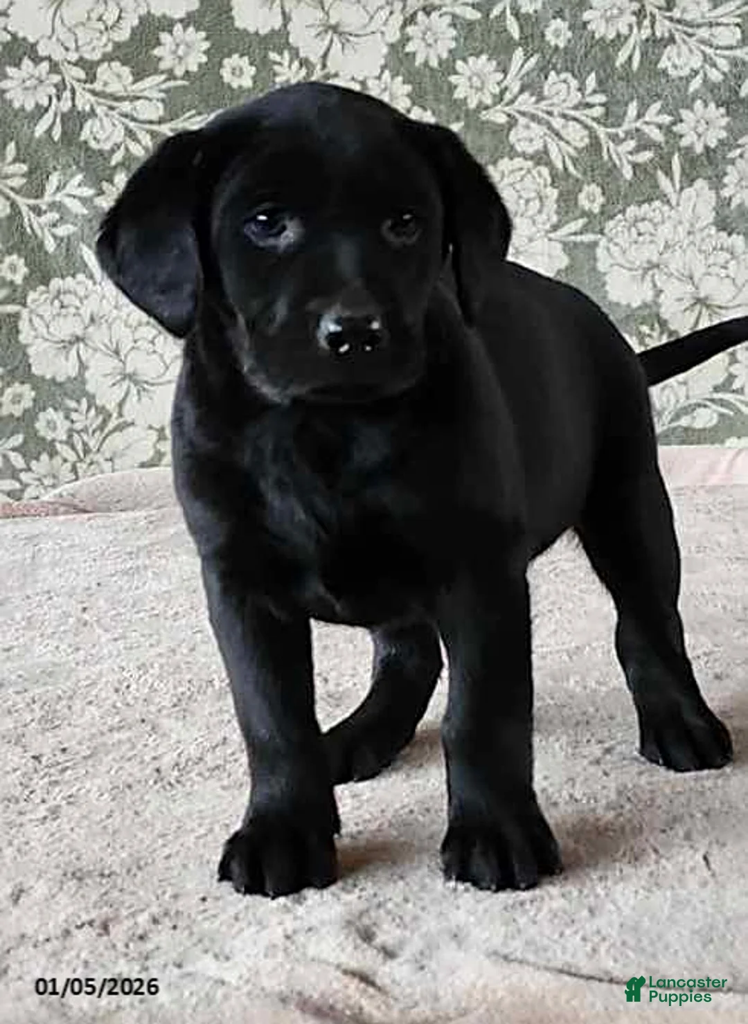 Labrador Retriever dogs for sale: Skye - Ad 8