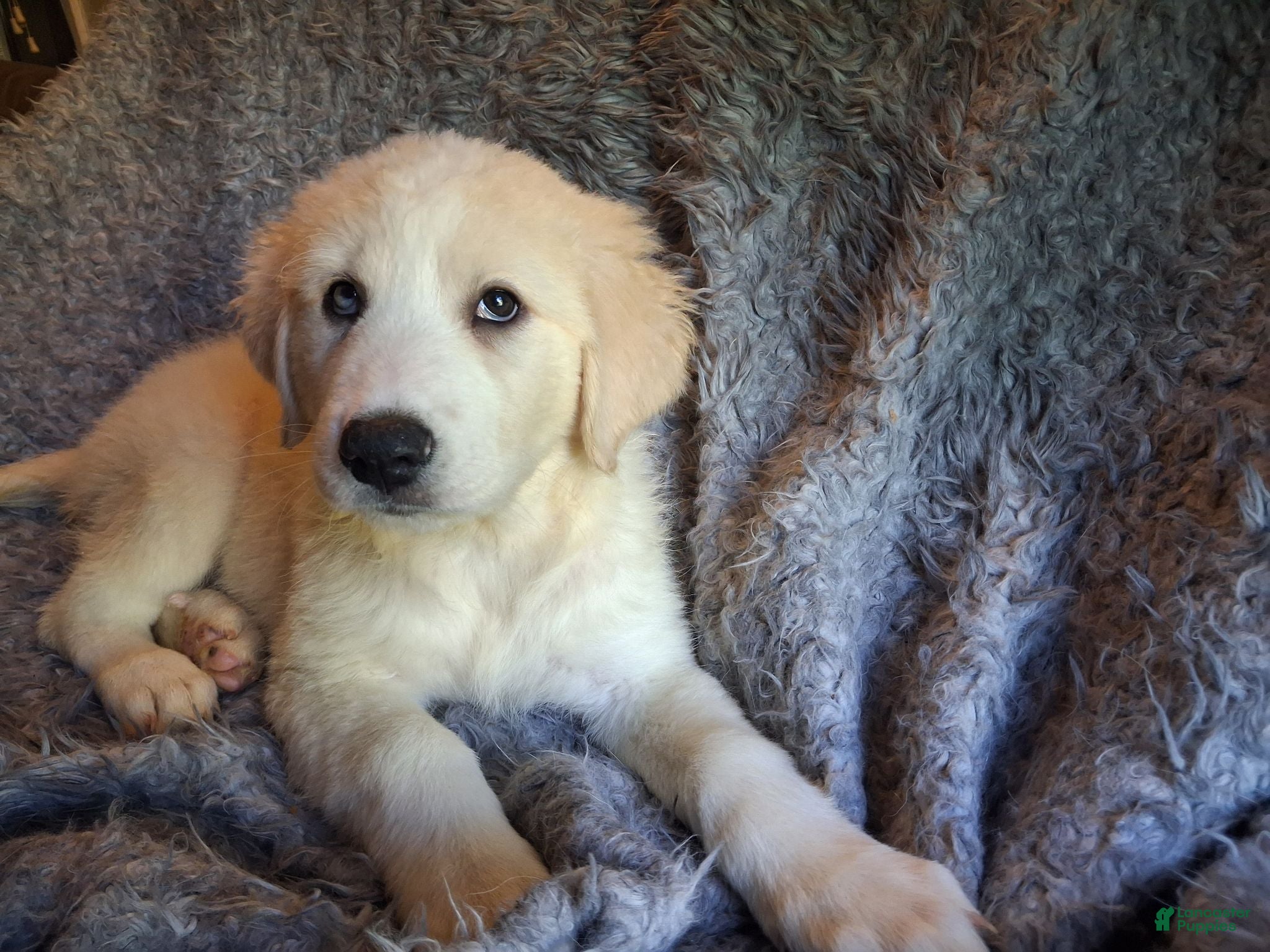 Mixed Breed dogs Selest - Ad 18