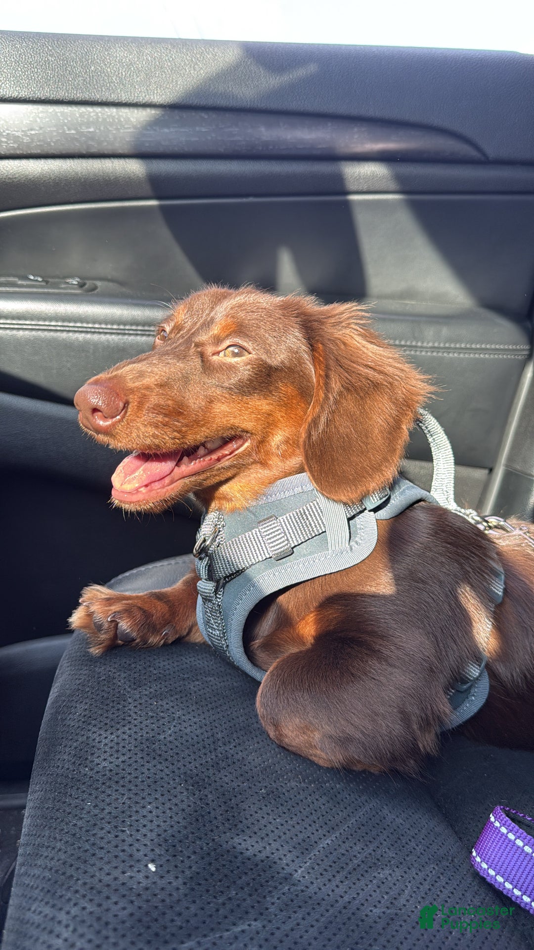 Miniature Dachshund dogs for stud: CRASH OPEN FOR STUD  - Ad 2