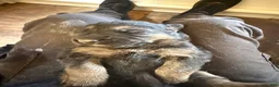 German Shepherd dogs for sale: German Shepherd Puppy 4 - Ad 1