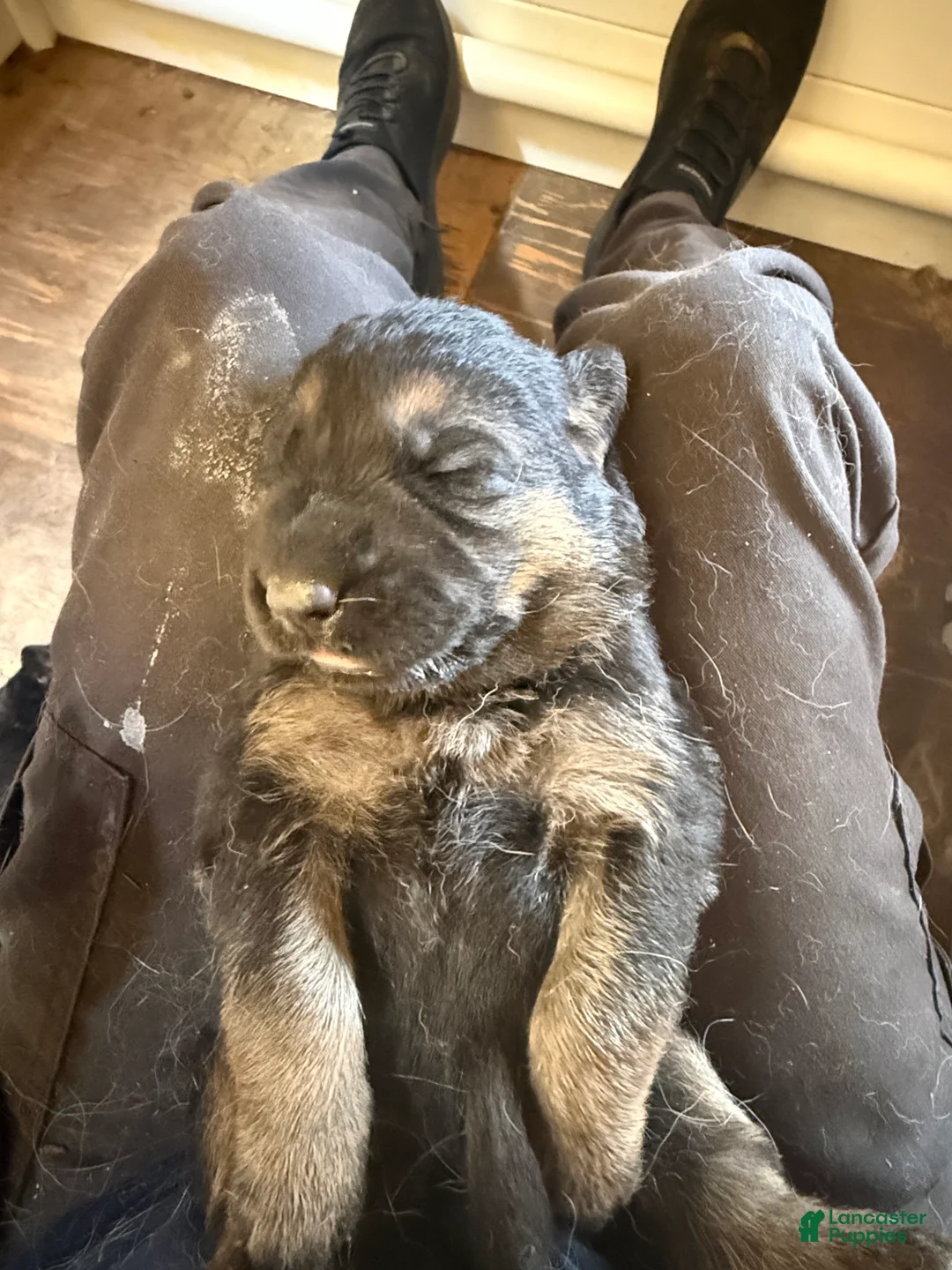 German Shepherd dogs for sale: German Shepherd Puppy 4 - Ad 1