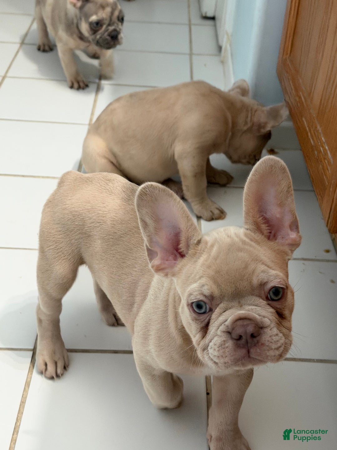 French Bulldog dogs for sale: French Bulldog Puppy 2 - Ad 3