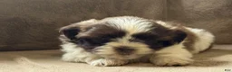 Shih Tzu dogs for sale: Cameron - Ad 3