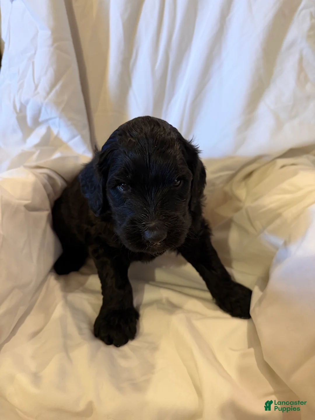 Labradoodle dogs for sale: Labradoodle Dark Blue - Ad 2