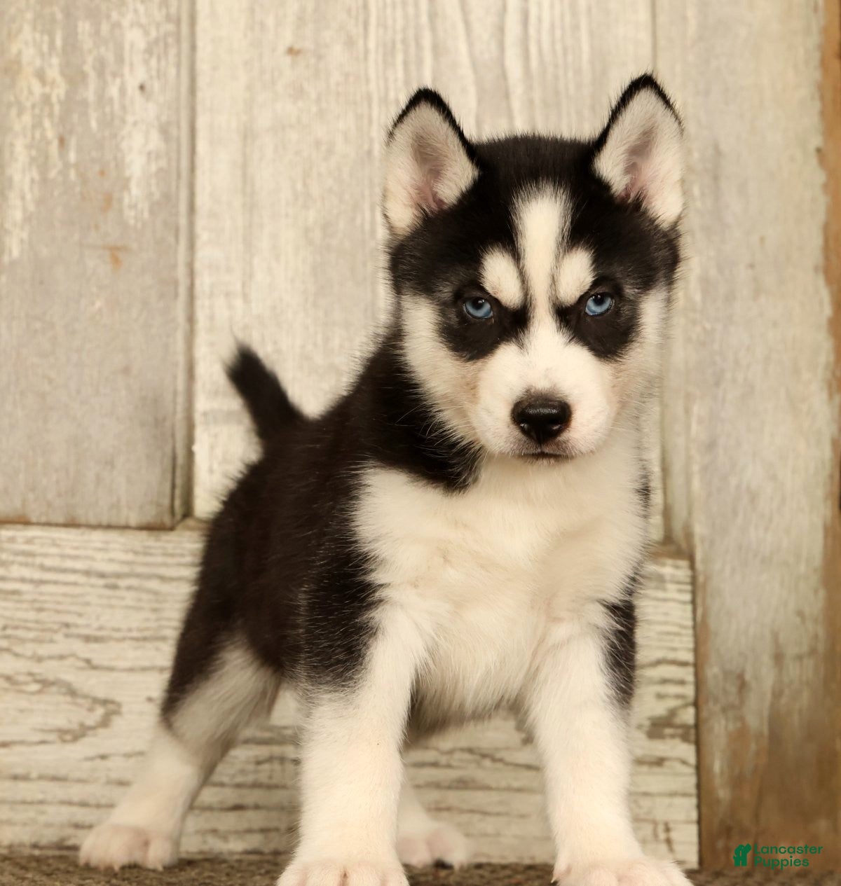 Siberian Husky dogs Thomas - Ad 2