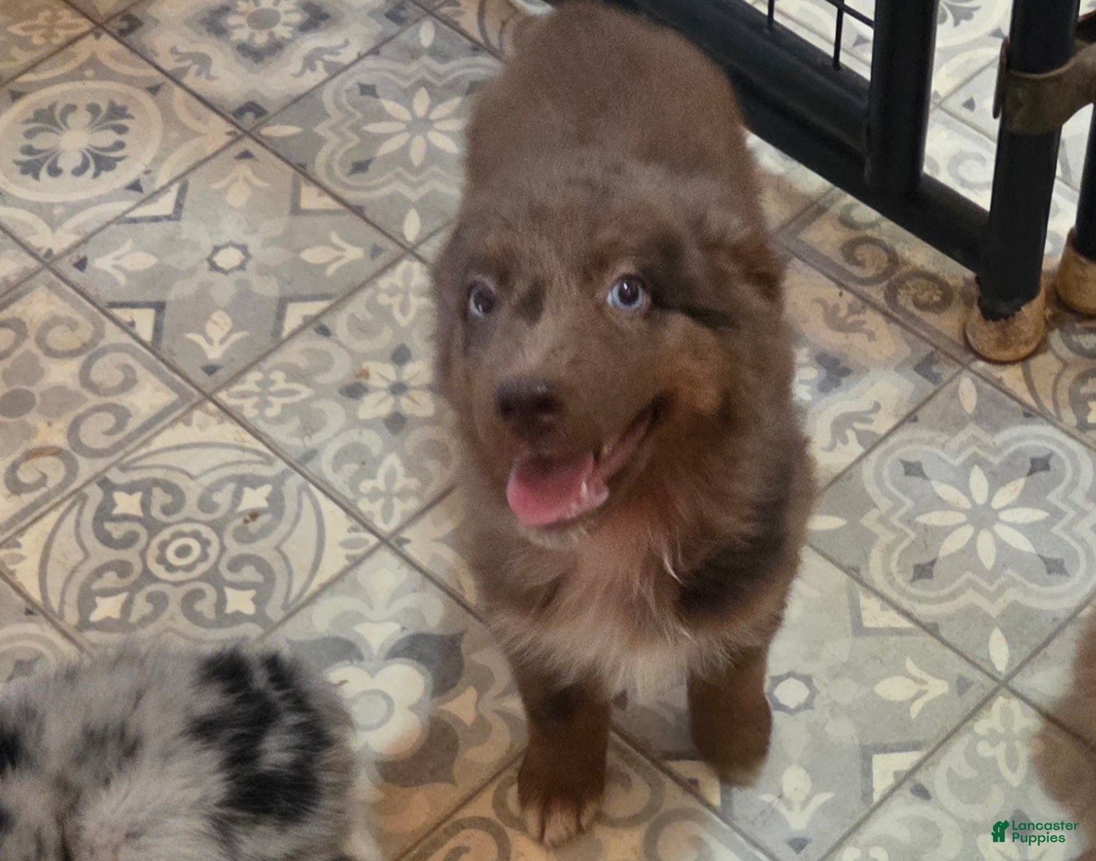 Australian Shepherd dogs Ruby - Ad 26