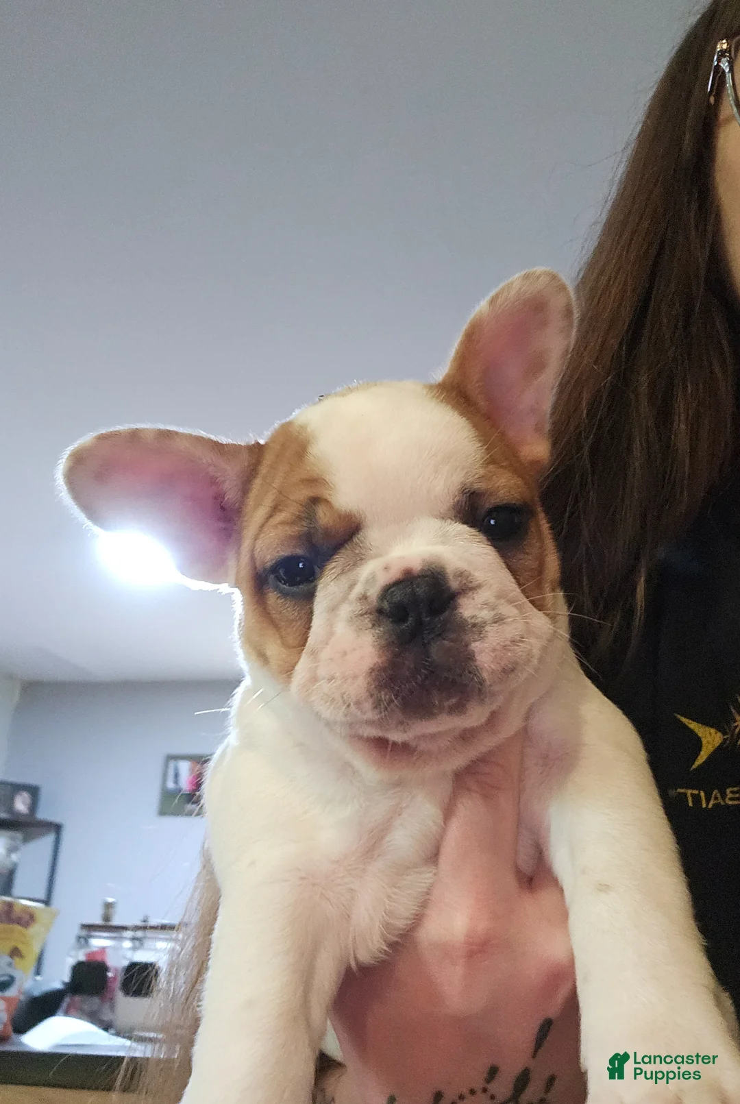 French Bulldog dogs for sale: French Bulldog Puppy 4 - Ad 1