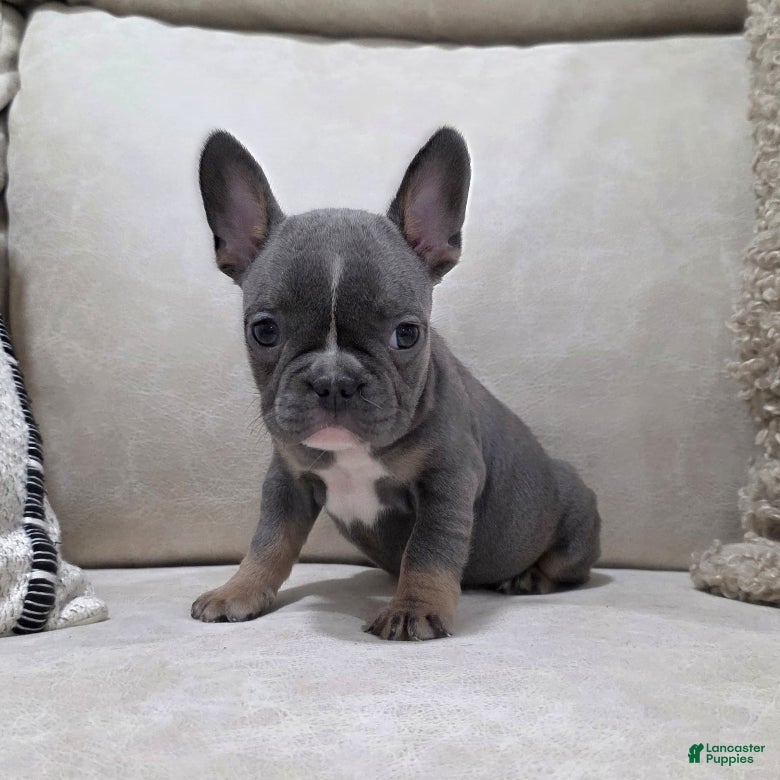 French Bulldog dogs Fiona - Ad 6